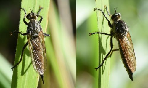 Réf. 219 918 : Eutolmus rufibarbis