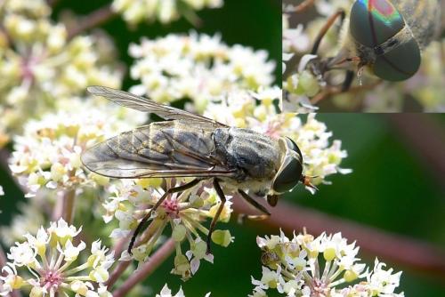 Réf. 219 031 : Tabanus bromius