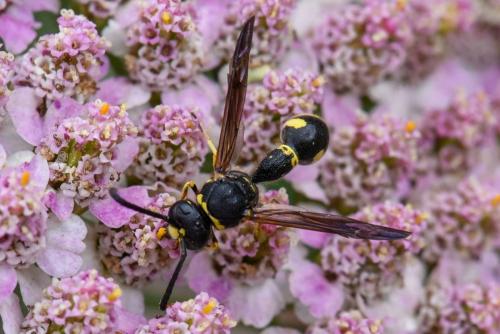Eumenes papillarius