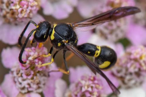 Réf. 219 820 : Eumenes papillarius