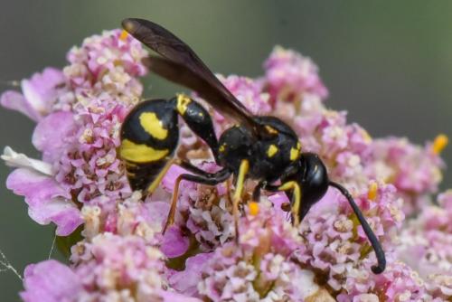 Eumenes sp.
