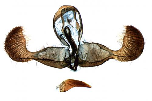 Réf. 219 064 : Dichrorampha plumbagana