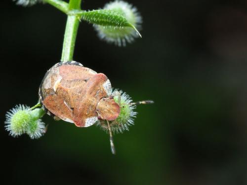 Dyroderes umbraculatus
