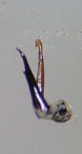 Réf. 219 720 : Oedemera subrobusta
