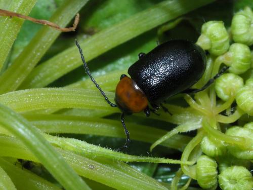 Réf. 219 316 : Exosoma gaudionis
