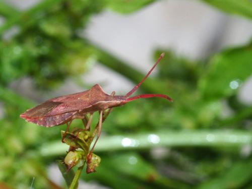 Réf. 219 666 : Haploprocta sulcicornis