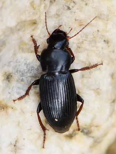 Réf. 219 116 : Harpalus sulphuripes