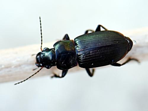 Réf. 219 090 : Harpalus distinguendus