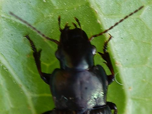 Harpalus distinguendus