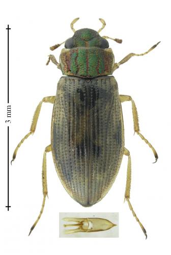 Helophorus griseus