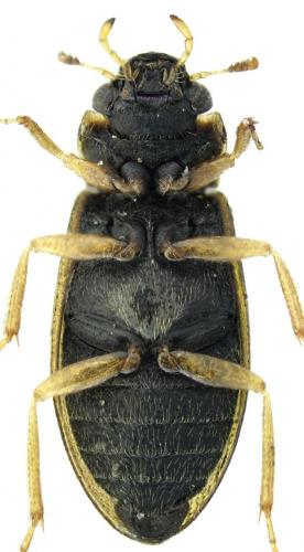 Helophorus griseus