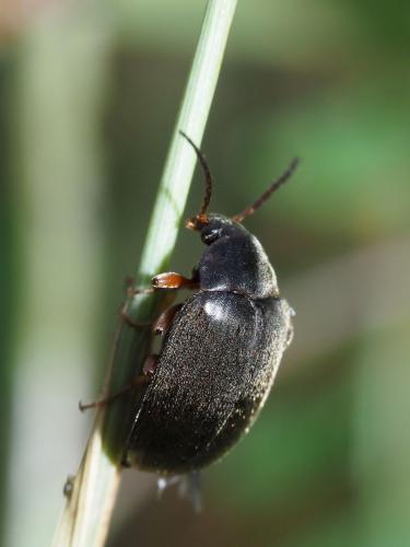 Hymenalia graeca