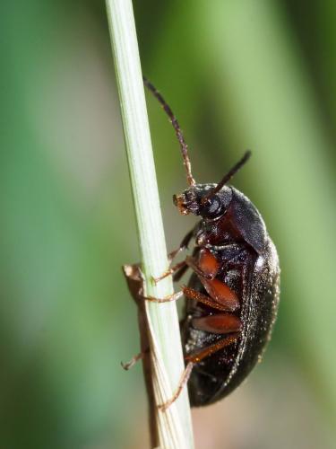 Hymenalia graeca