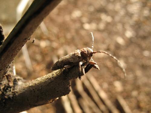 Niphona picticornis