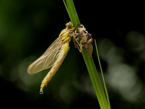 Gomphus sp.