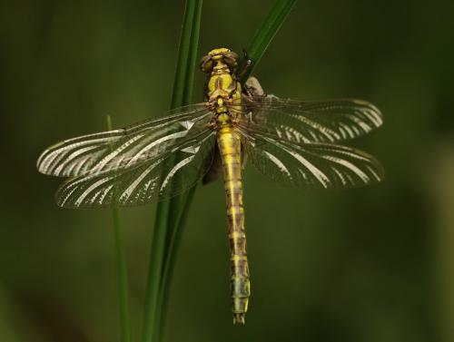 Gomphus sp.