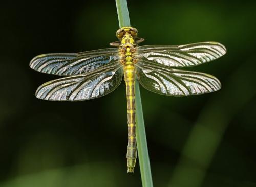 Gomphus sp.