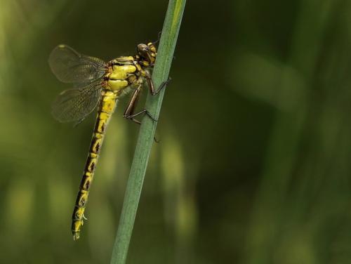 Gomphus sp.
