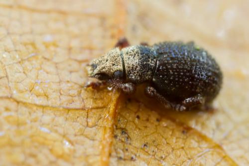 Strophosoma sp.