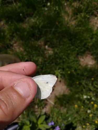 Pieris rapae