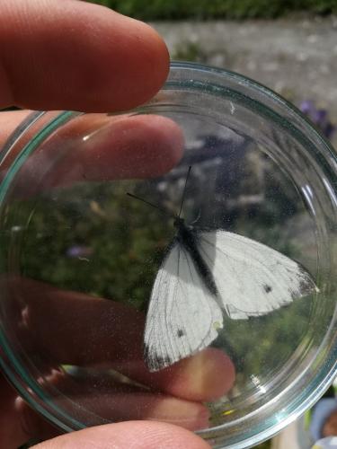 Réf. 219 270 : Pieris sp.