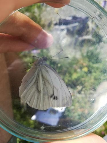Réf. 219 271 : Pieris sp.
