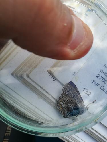 Polyommatus icarus
