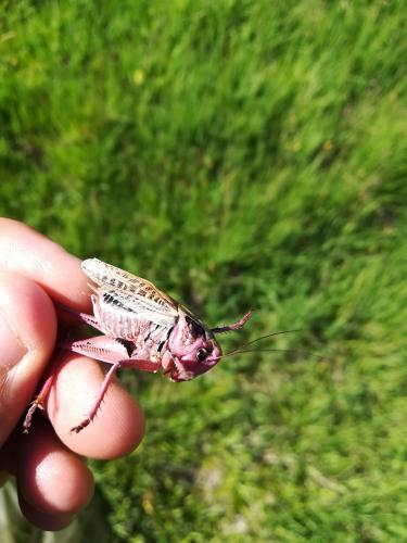 Réf. 219 278 : Decticus verrucivorus verrucivorus