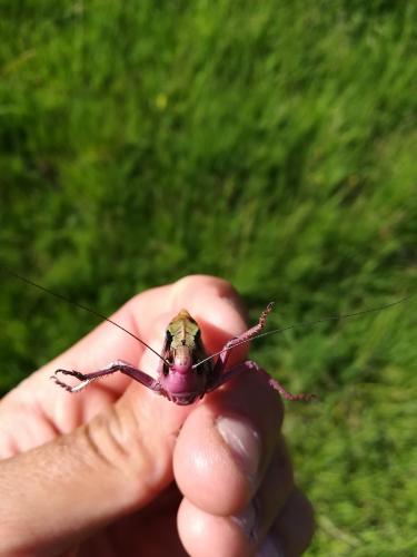 Réf. 219 287 : Decticus verrucivorus verrucivorus