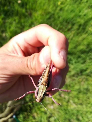 Réf. 219 288 : Decticus verrucivorus verrucivorus