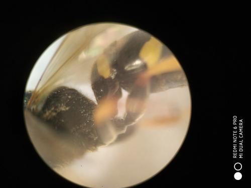 Argogorytes sp.