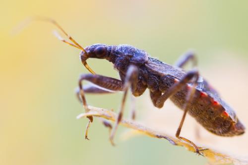 Himacerus apterus