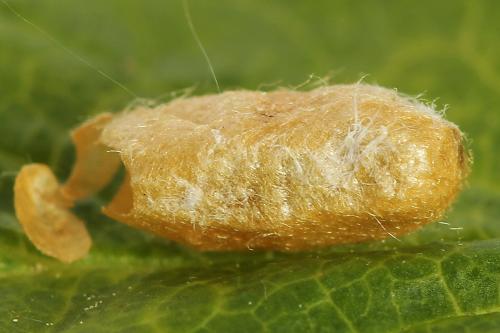 Réf. 219 909 : Pristiphora appendiculata
