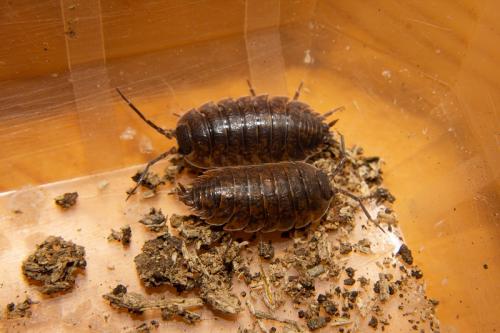 Réf. 219 463 : Porcellio orarum