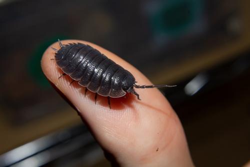 Réf. 219 464 : Porcellio orarum