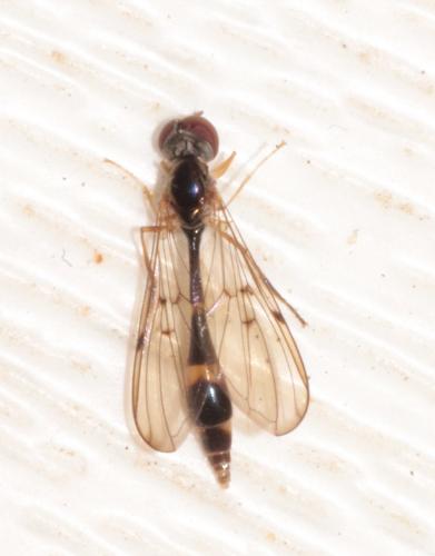Baccha elongata