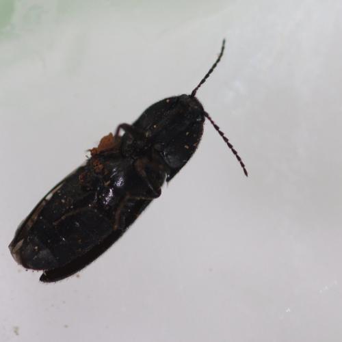 Réf. 219 523 : Ampedus sp.