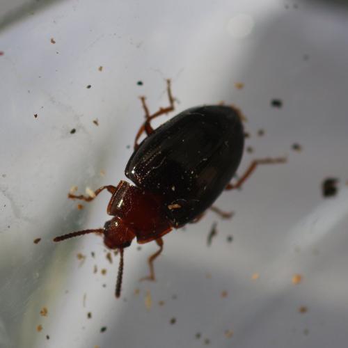 Scaphidema metallica