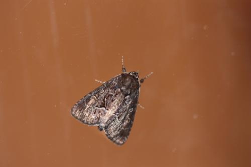 Réf. 219 030 : Thalpophila matura