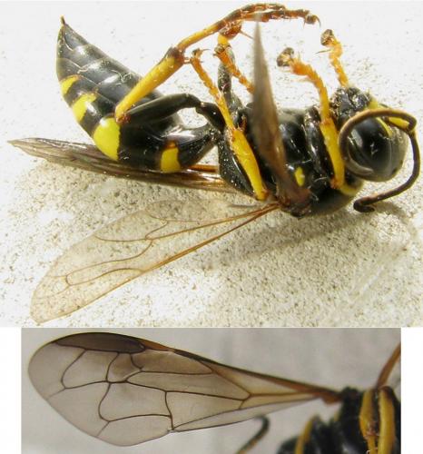 Réf. 219 503 : Gorytes planifrons