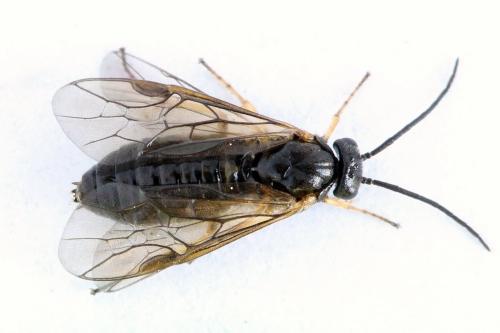 Réf. 219 913 : Pristiphora appendiculata