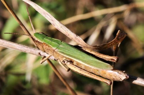 Réf. 219 253 : Chorthippus dorsatus dorsatus