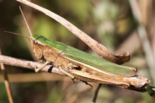Réf. 219 225 : Chorthippus dorsatus dorsatus
