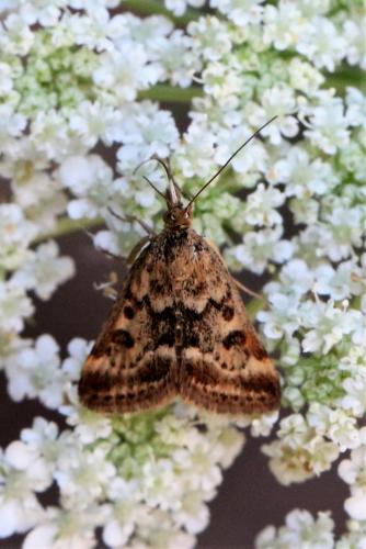 Pyrausta despicata