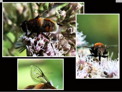 Réf. 219 314 : Eristalis intricaria