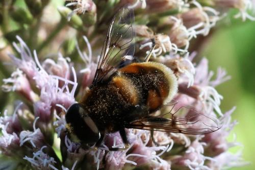 Eristalis intricaria