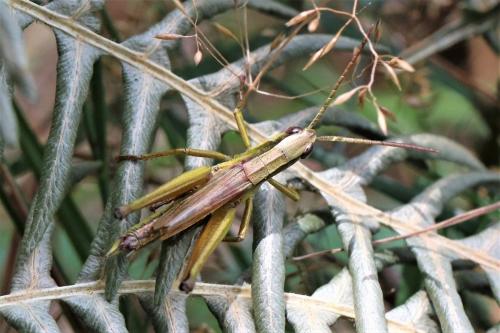 Chrysochraon dispar dispar