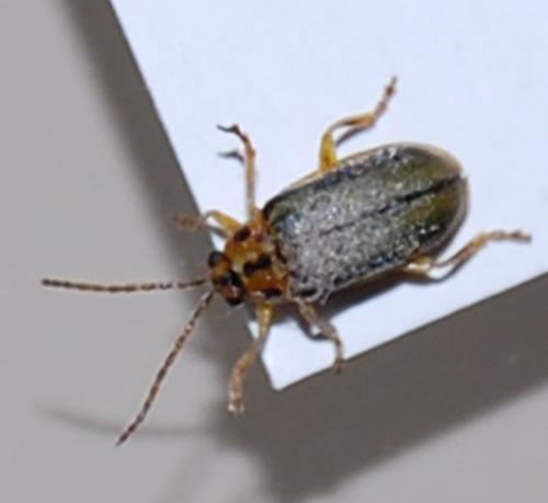 Xanthogaleruca luteola