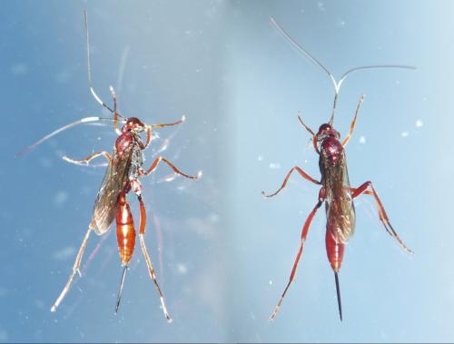 Cryptus speciosus