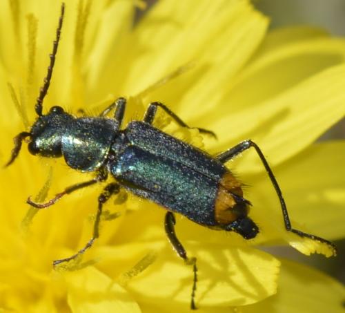 Réf. 219 741 : Clanoptilus elegans